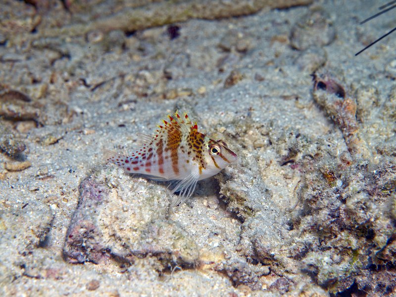 Hawkfish, House Reef